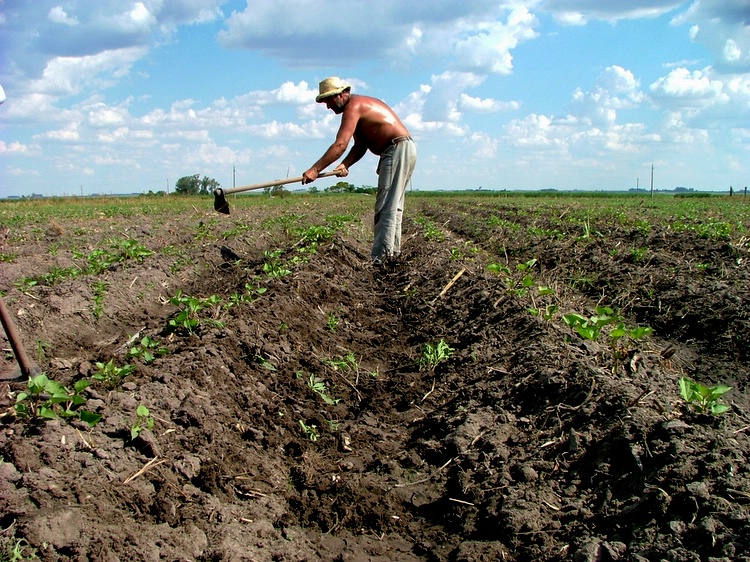Farmer working a cultivated field in Bella Unión, Artigas Department, Uruguay
