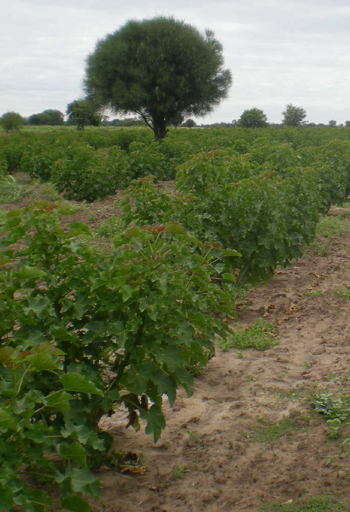 Bioenergy crop plantation in the Paraguayan Chaco. Photo by Helmut von Brandenstein, with attribution license via Wikimedia Commons.