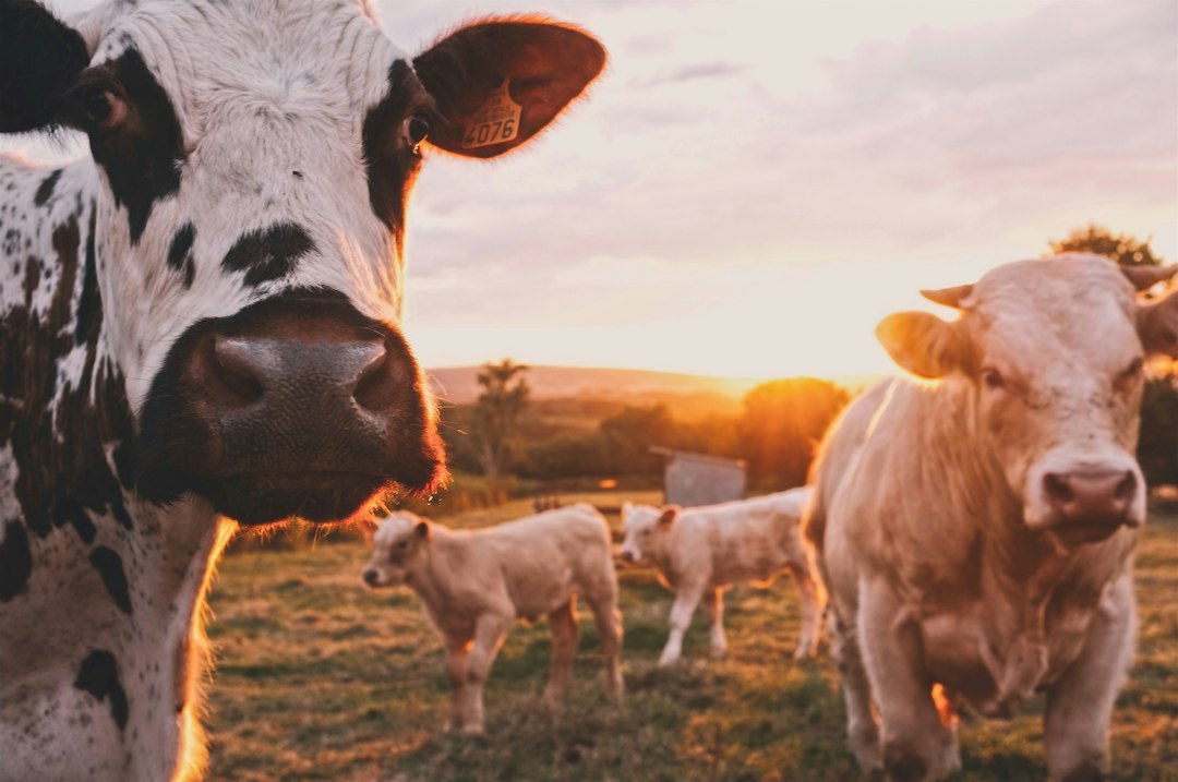 Cattle raising operations supplying leather value chains in Paraguay