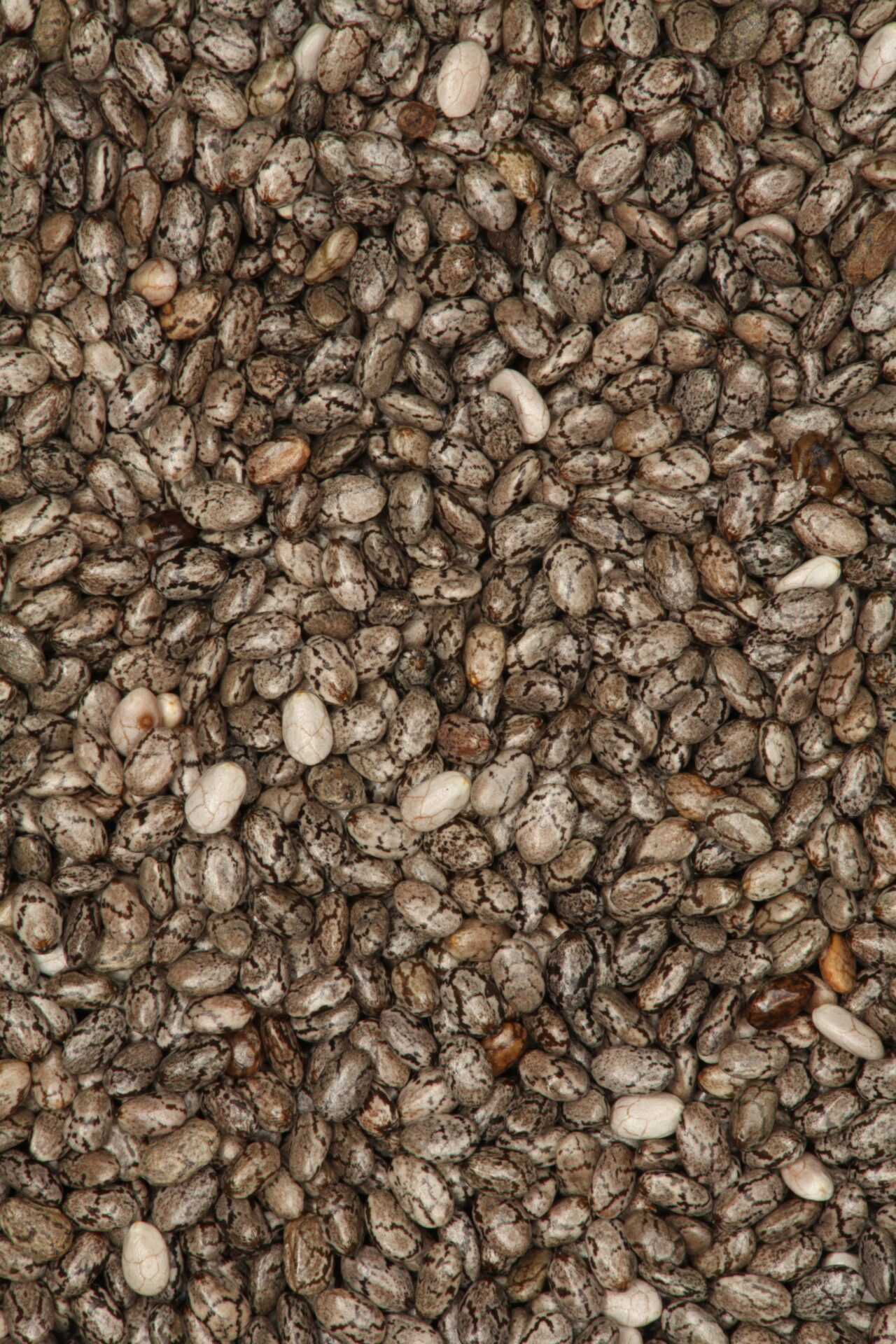 Impresionante fotografía macroscópica de miles de semillas de chía (Salvia hispanica) de calidad suprema de exportación