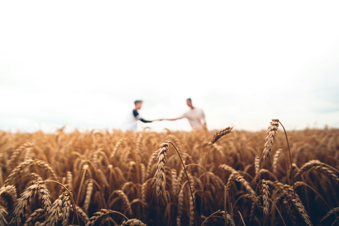 Golden wheat field ready for harvest, symbolizing agricultural resilience.