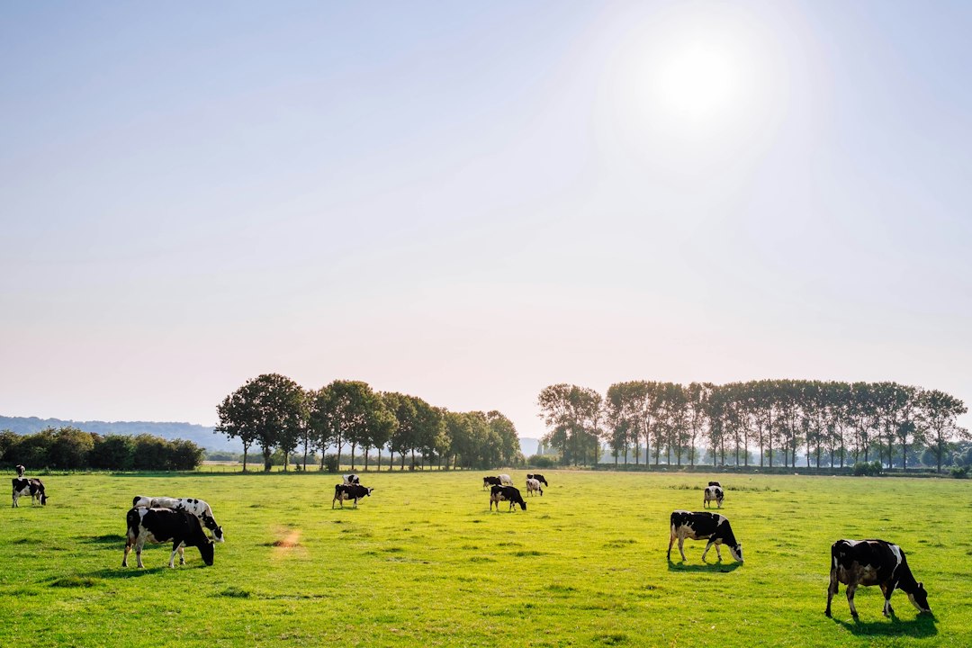 Herd of dairy cattle on a field (illustrative image)