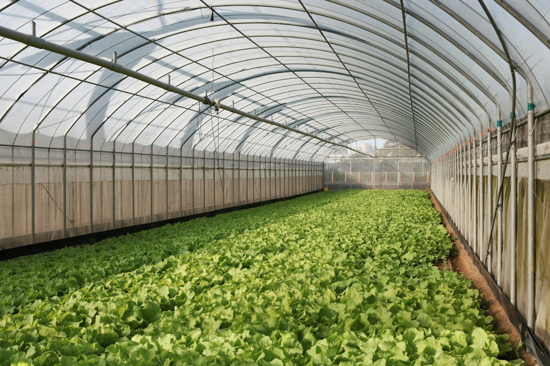 Rows of vibrant green lettuce in a greenhouse (illustrative image)