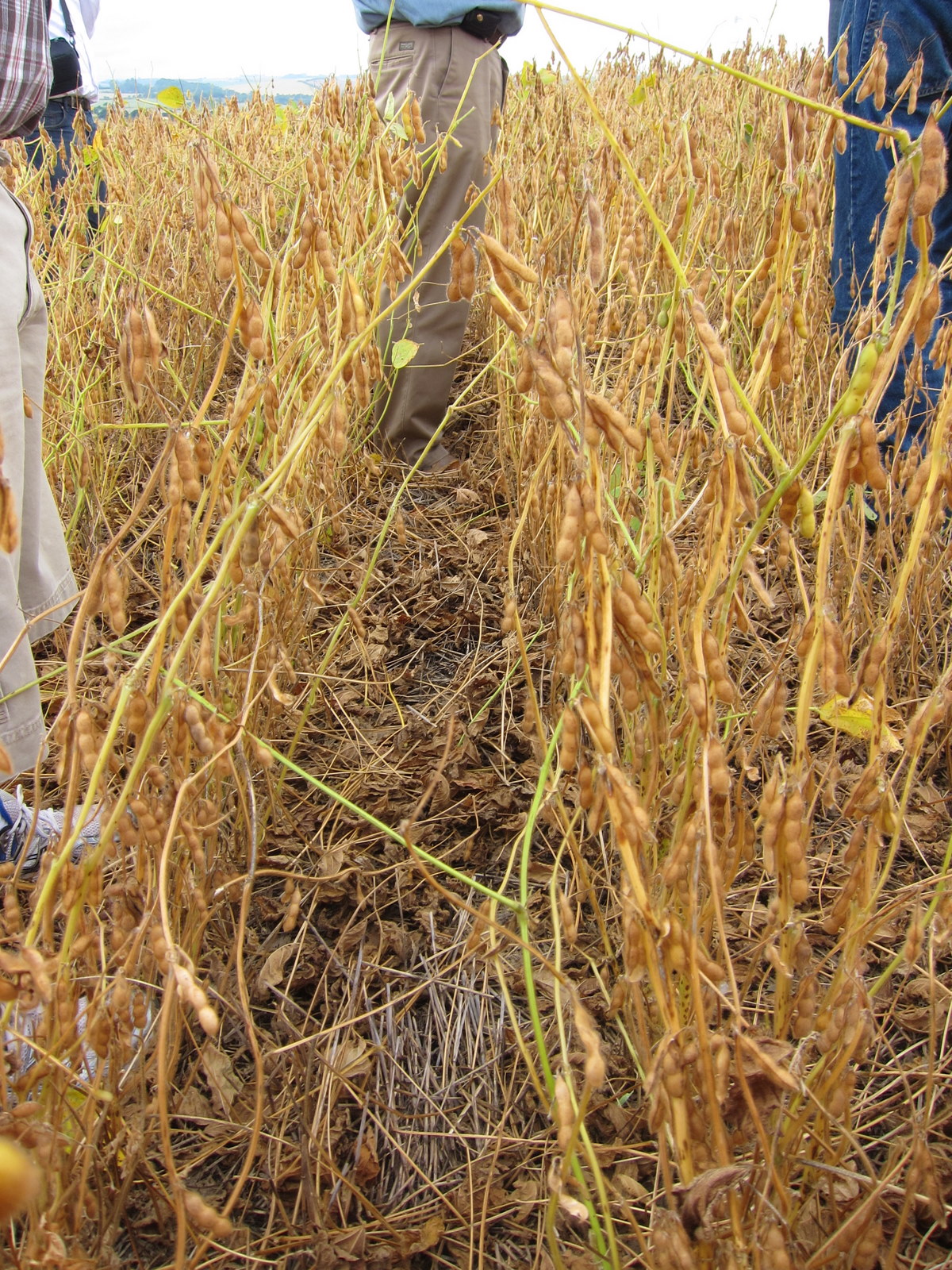 No-till soybeans in Brazil