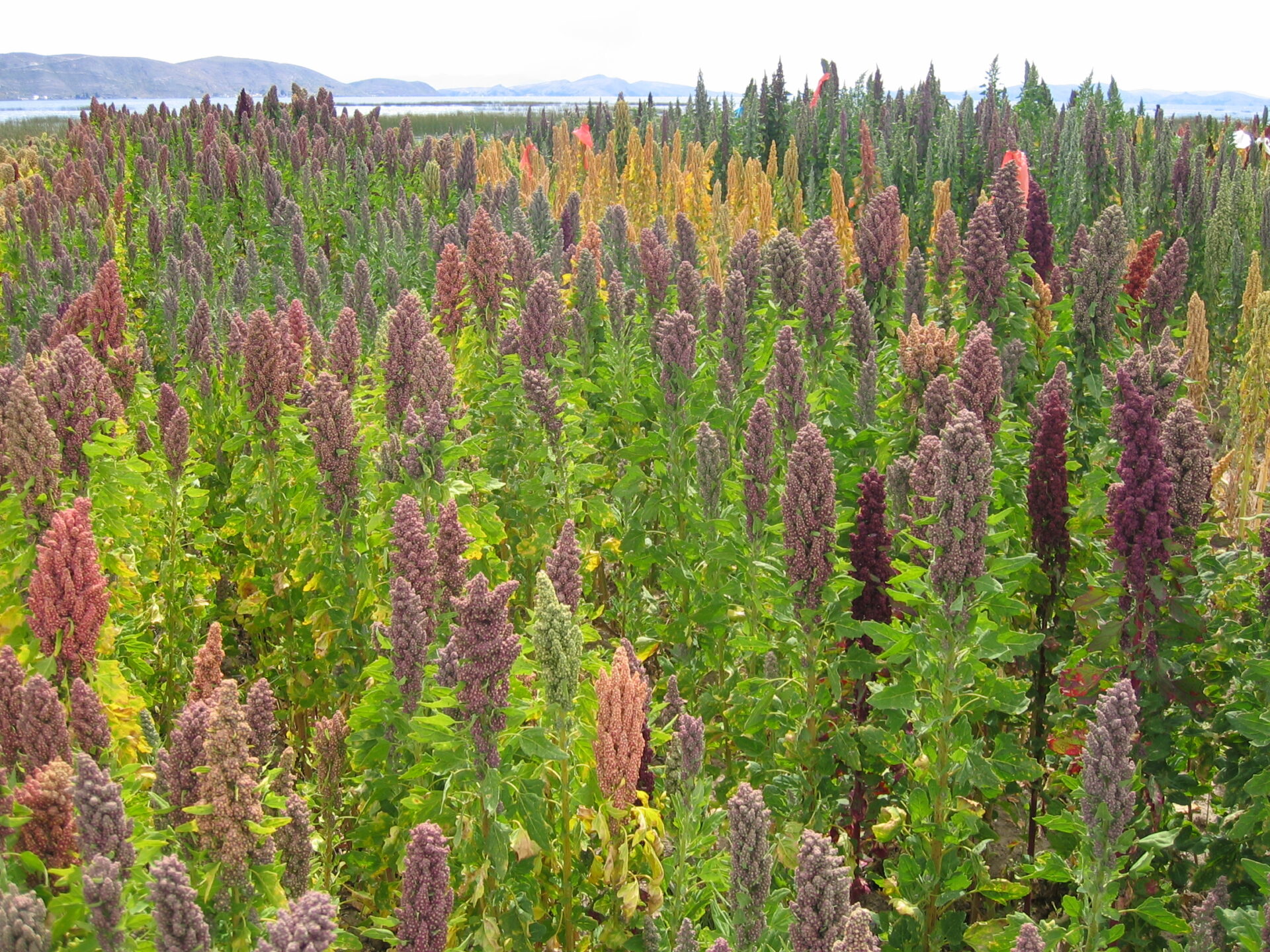 Vasto cultivo andino de quinua real en la localidad de Cachilaya, Bolivia, a orillas del mítico Lago Titicaca, madurando y listo para su exportación a mercados internacionales.