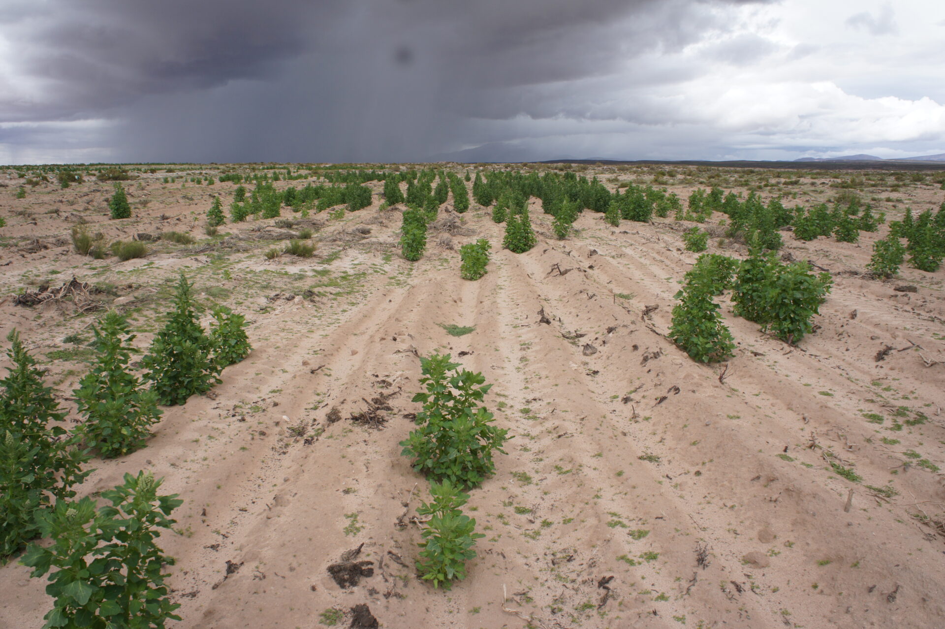 A sparse quinoa field in the Bolivian Altiplano demonstrating poor soil conditions