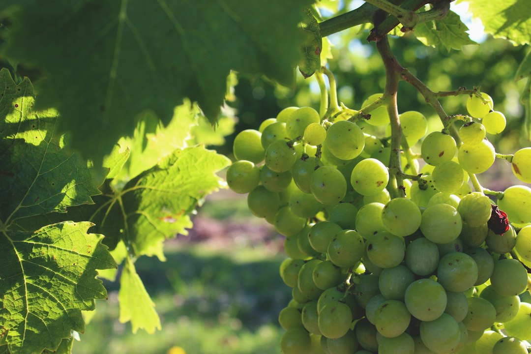 Racimo de uvas blancas en primer plano