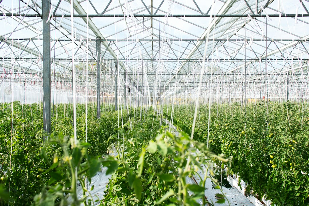 Rows of tomato plants in a large glass greenhouse (illustrative image)