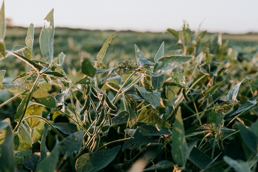 Soybean field in the Midwest (illustrative image)