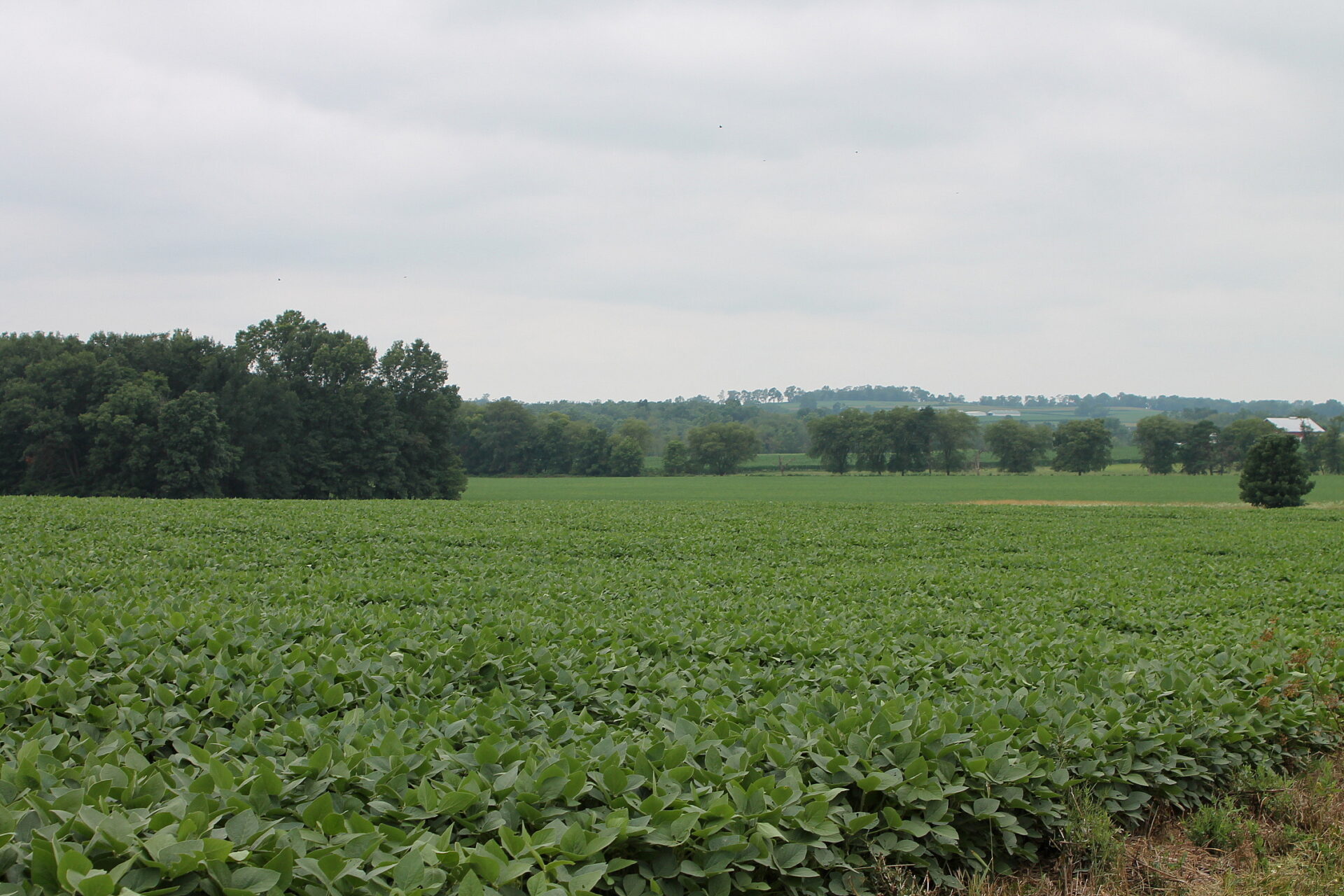 A vast soybean field nearing harvest maturity