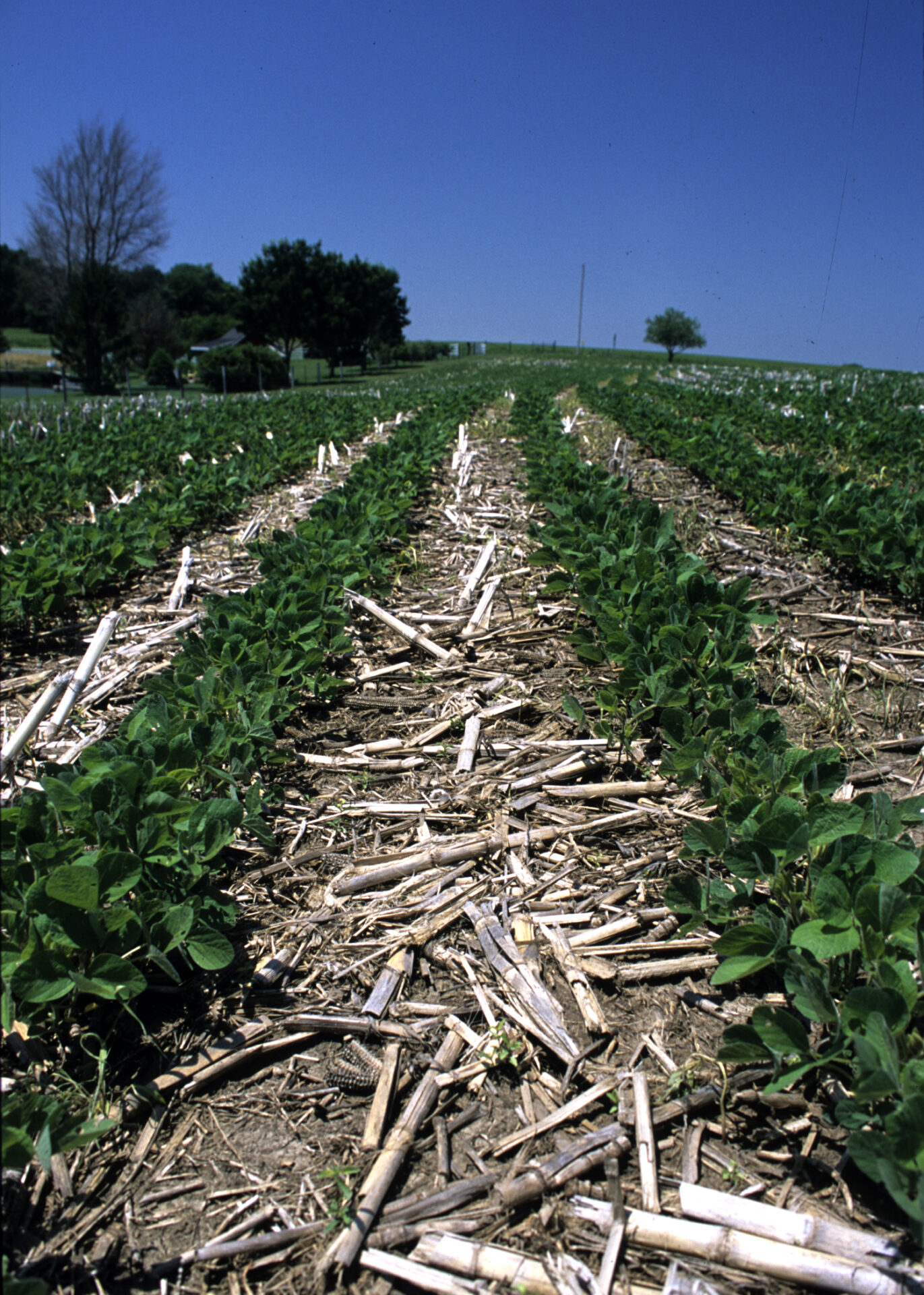 Soybeans in conservation tillage