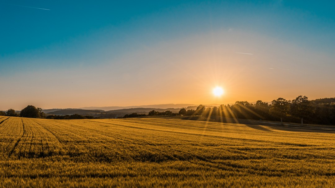 Vast golden wheat field at sunset representing 2026 agricultural market stability