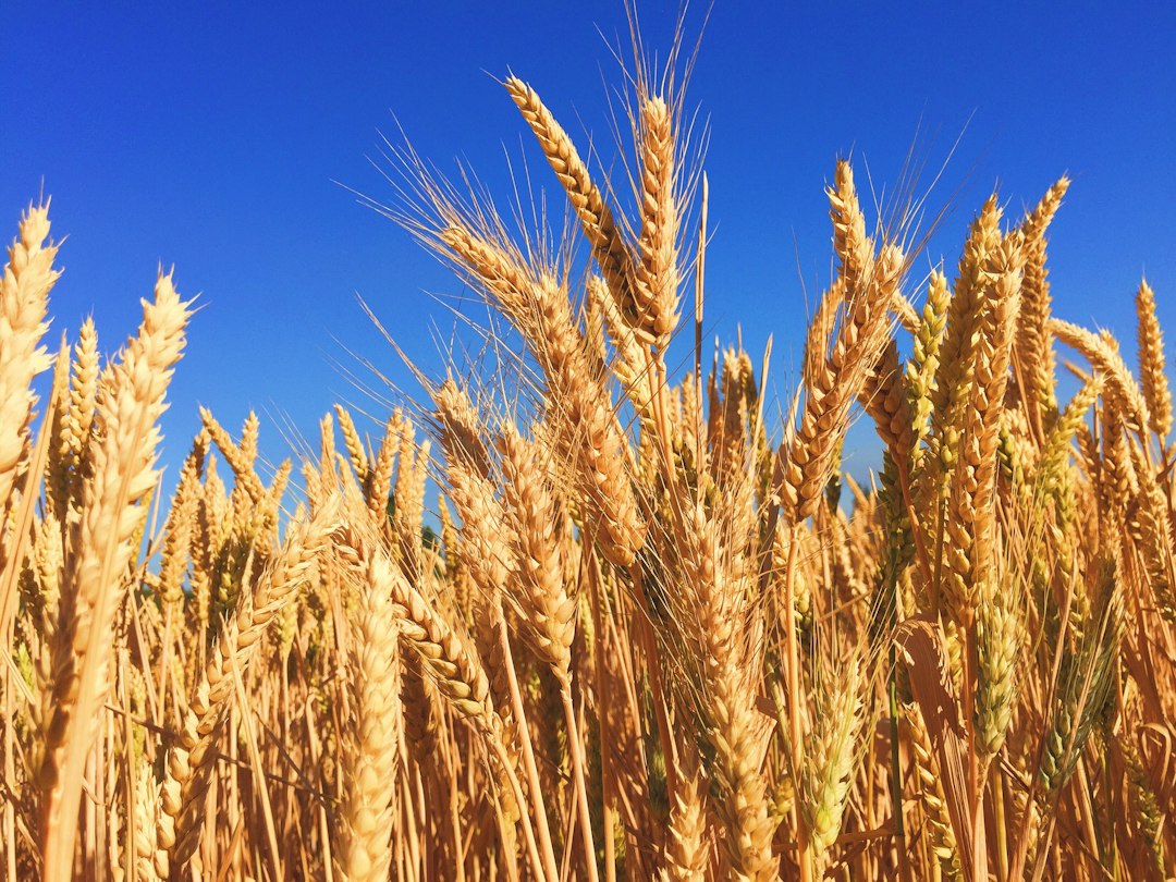 Wheat field (illustrative image)